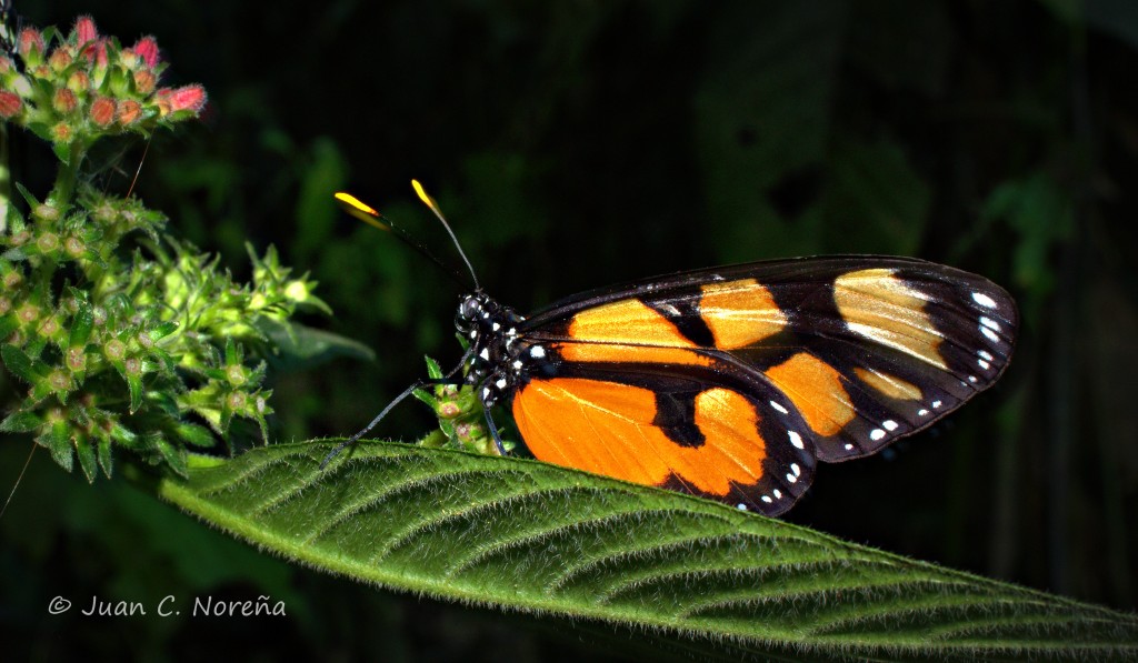 Espectacular Mariposa de Color Naranja