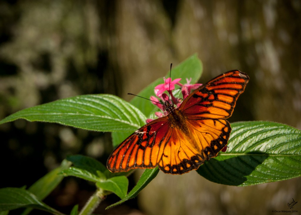 Mariposa Color Naranja en el Curso de Fotografía