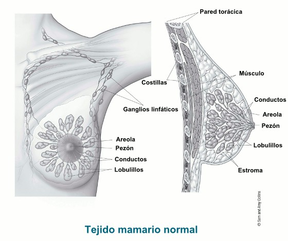 cancer-tejidos-mamarios