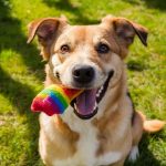 Nutrición canina: guía completa para una alimentación equilibrada y adecuada para tu perro